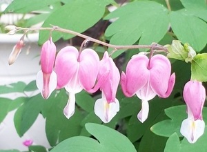 밀레펜션 화단