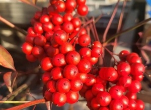 밀레펜션 화단